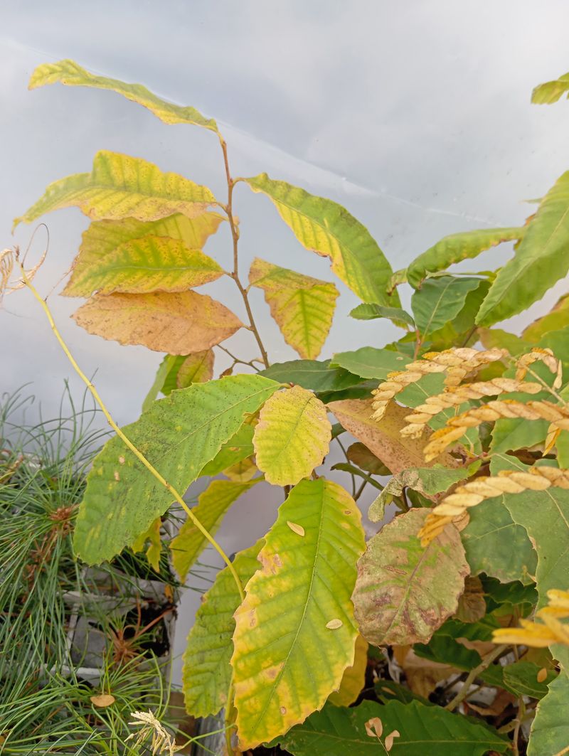 Castanea mollissima